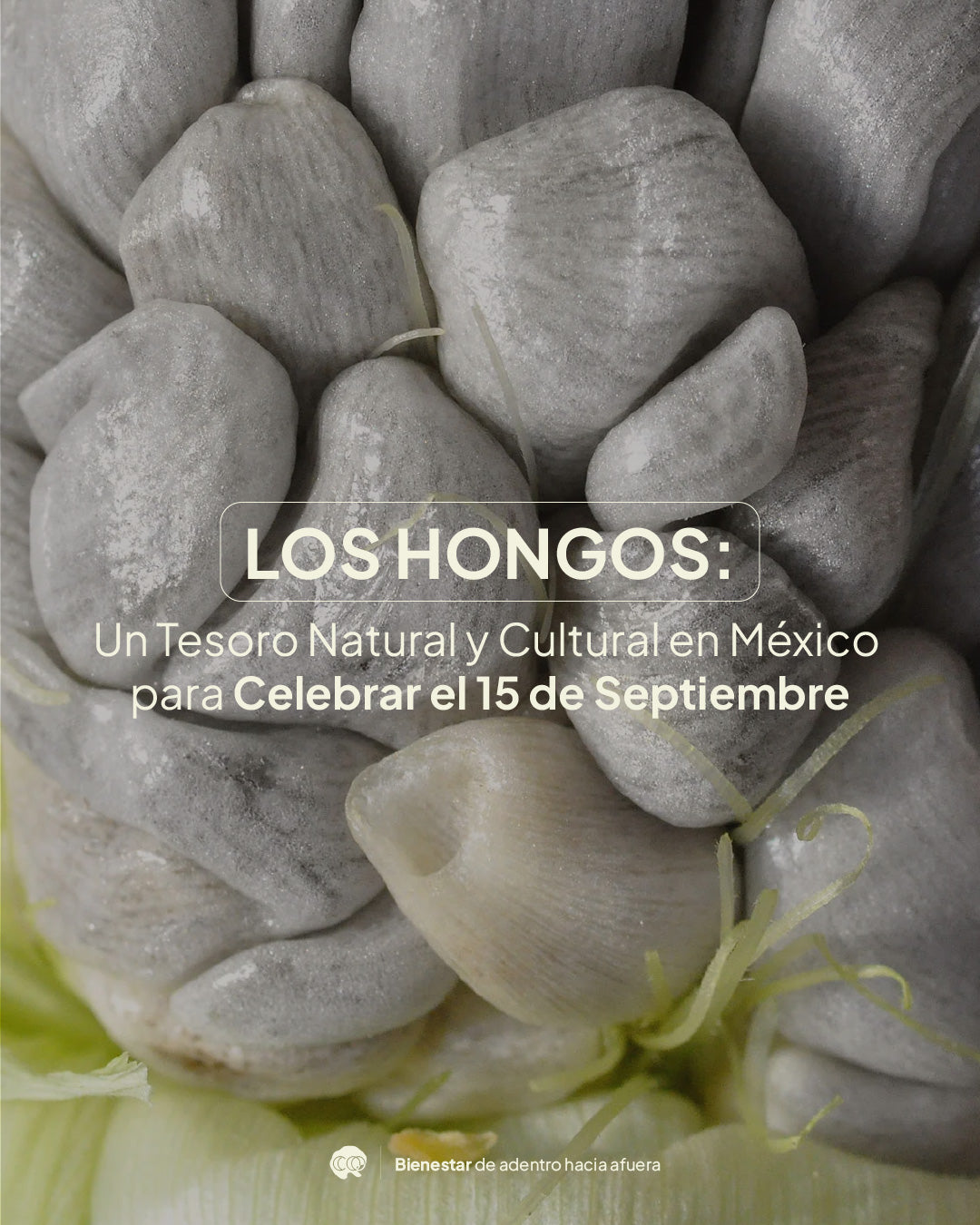 Los Hongos: Un Tesoro Natural y Cultural en México para Celebrar el 15 de Septiembre