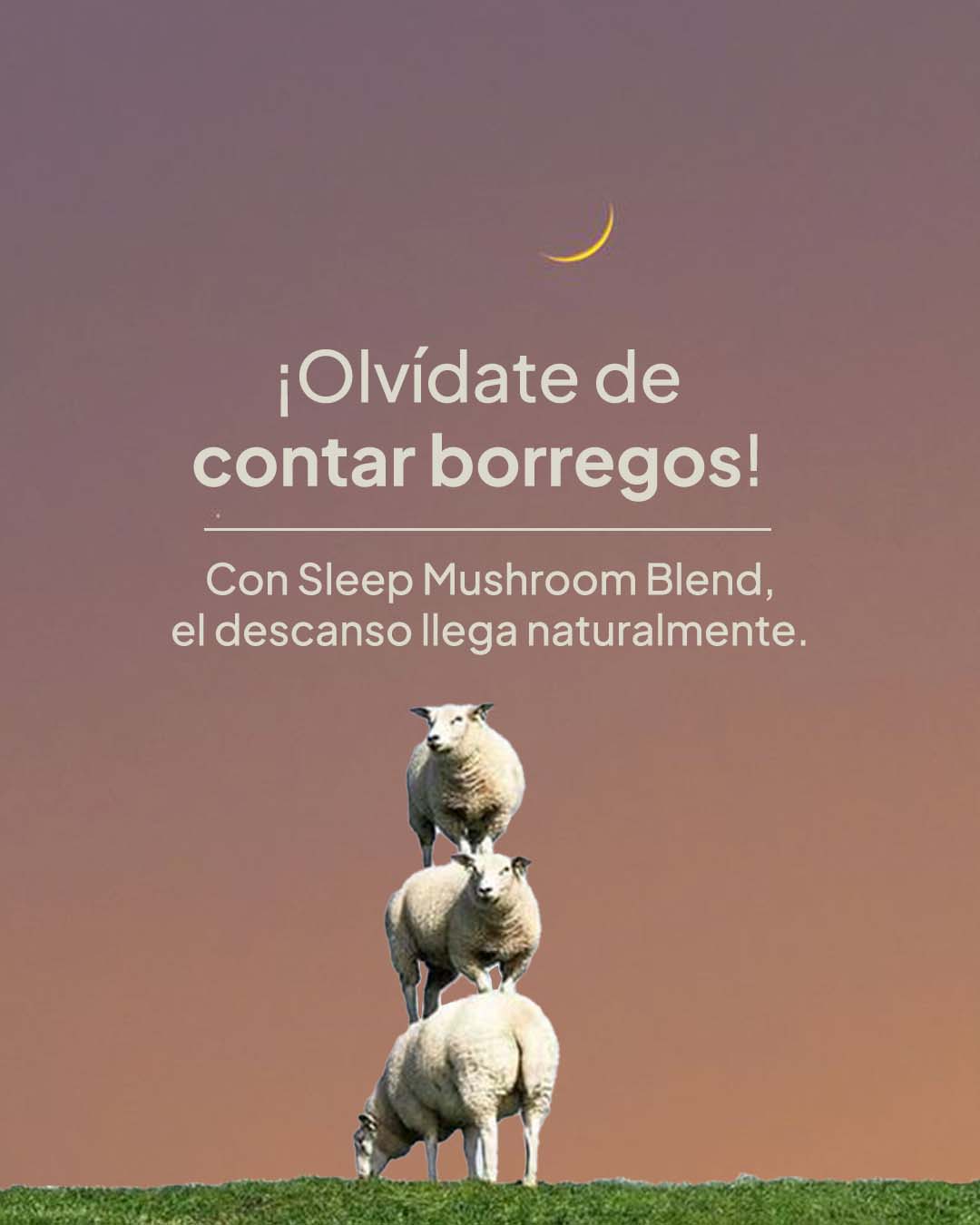 Descanso Profundo: Los Beneficios de Sleep Mushroom Blend para Dormir Mejor